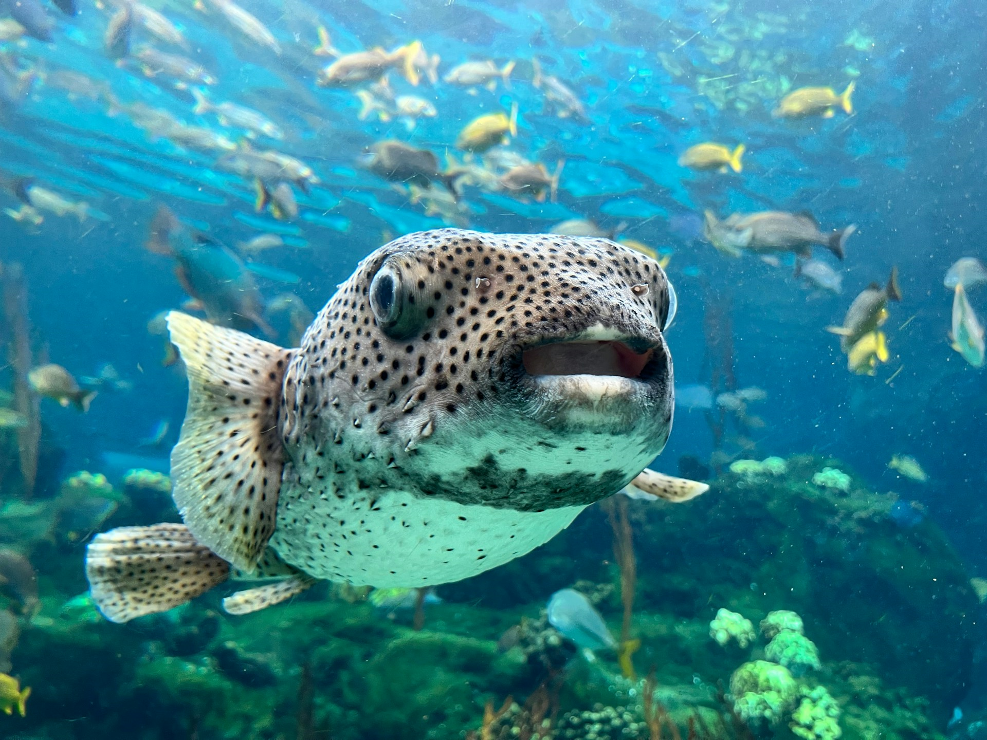 fish