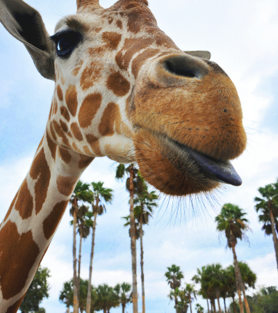 giraffe